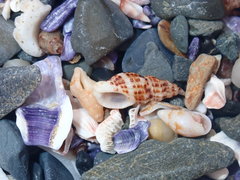 Maculotriton serriale