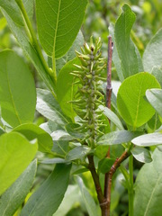 Salix lutea