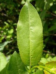 Salix lutea