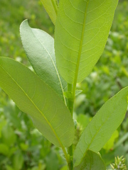 Salix lutea