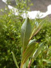 Salix lutea