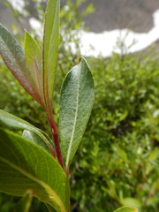 Salix lutea