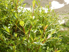 Salix lutea