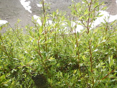 Salix lutea