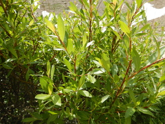 Salix lutea