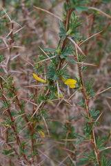 Caragana spinosa