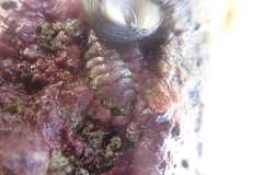 Onithochiton neglectus