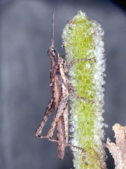 Pyrgomorpha cognata