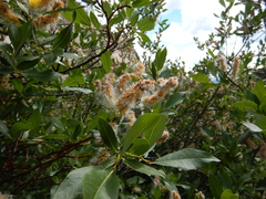 Salix lutea