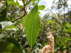 Salix lutea