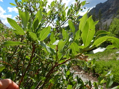 Salix lutea