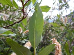 Salix lutea
