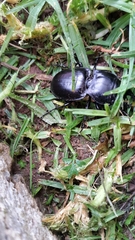 Pasimachus elongatus