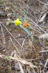 Calochortus amabilis