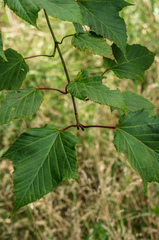 Acer capillipes