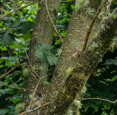 Acer capillipes