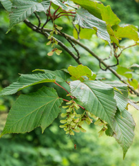 Acer capillipes
