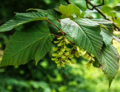 Acer capillipes