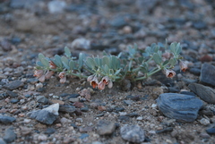 Zygophyllum melongena