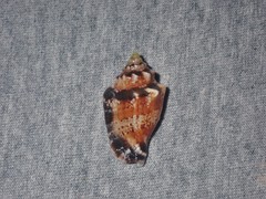 Canarium microurceum