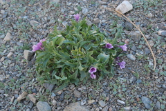 Physochlaina physaloides