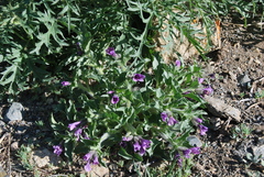 Physochlaina physaloides