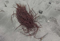 Gracilariaceae