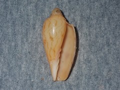 Amoria hunteri
