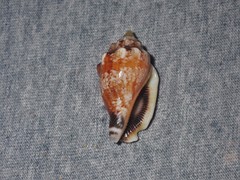 Canarium microurceum