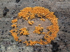 Dufourea