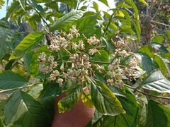 Micromelum integerrimum