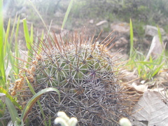Coryphantha clavata clavata