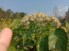 Micromelum integerrimum