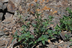 Scrophularia incisa