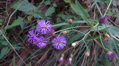 Vernonia greggii