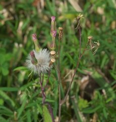 Emilia sonchifolia image