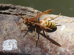 Polistes dorsalis californicus