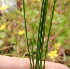 Machaerina juncea