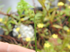Machaerina juncea