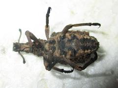 Brachycerinae