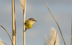 Pseudocolopteryx flaviventris