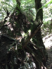 Pterophylla racemosa