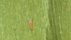 Erythridula crevecoeuri