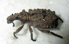 Brachycerinae