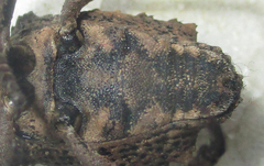 Brachycerinae