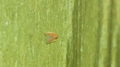 Erythridula crevecoeuri