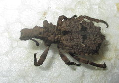 Brachycerinae