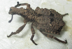 Brachycerinae