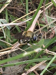 Microdon manitobensis