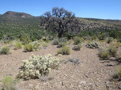 Cylindropuntia multigeniculata
